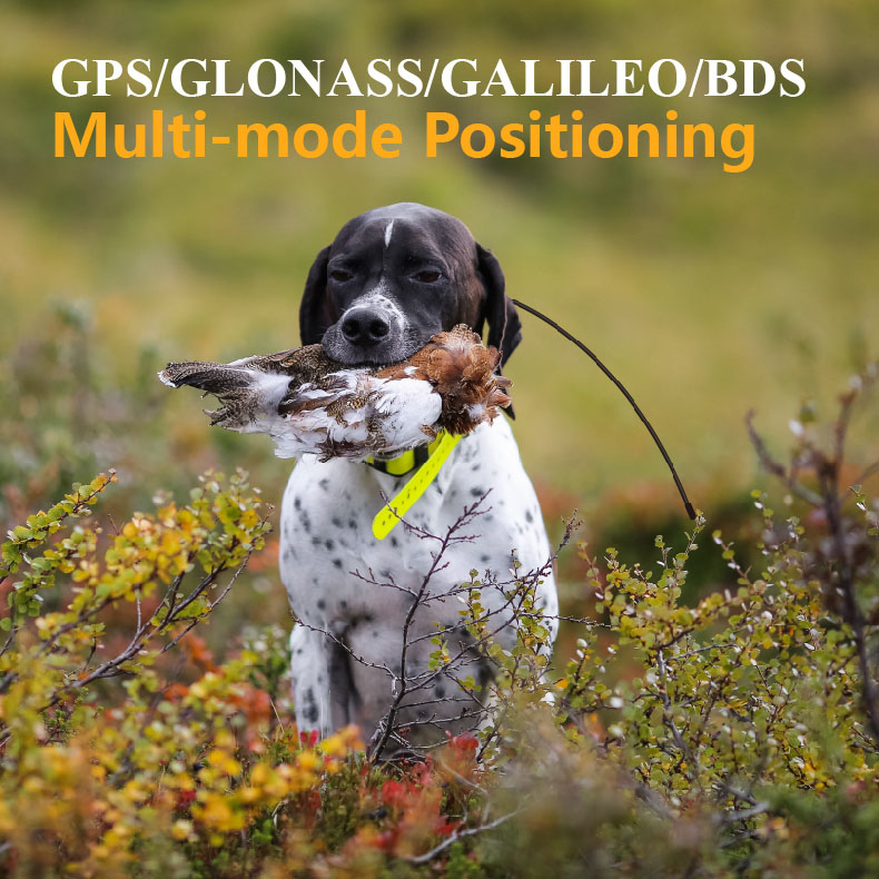 Global GPS Pet Tracker Real Ti - Pet Supplies Locations review and price
